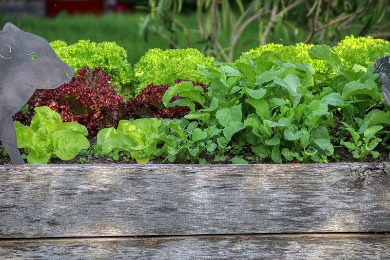 Raised bed garden